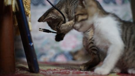 Katze frisst Plastik: Das steckt dahinter