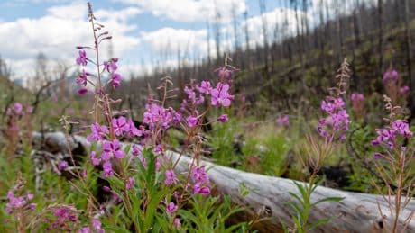 Jasper wildfire: How the forest ecosystem has changed, one year later