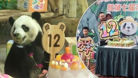 Verjaardag van panda’s wordt op bijzondere manier gevierd