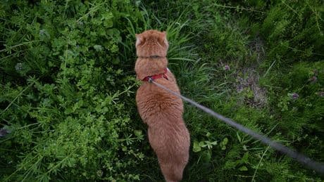 Pasear gatos con correa está de moda. Hemos preguntado a una experta en comportamiento felino y tiene claro lo que opina