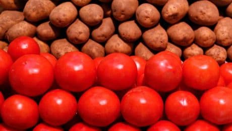 Aux Galápagos, des tomates semblent évoluer à l’envers