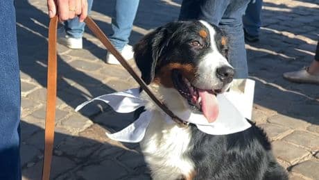 Collier, laisse ou harnais... Quel accessoire choisir pour votre chien?