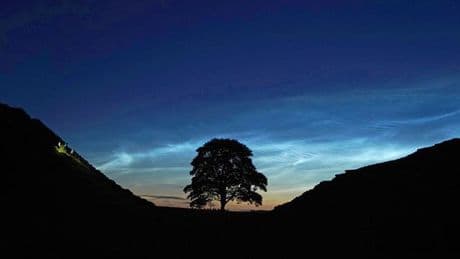 Vandalismus: Alter von illegal gefälltem Robin-Hood-Baum bestimmt