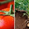 Aardappel ontstond 9 miljoen jaar geleden uit een tomatenplant