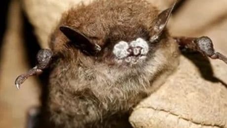 Fungus-encrusted bats are spreading deadly disease – and humans can disperse spores