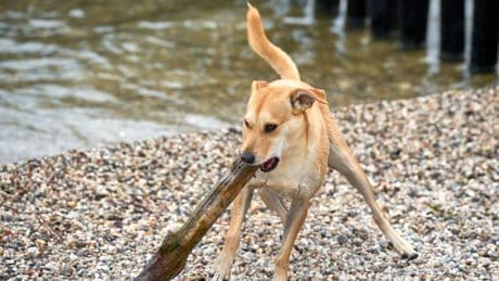 Urlaub mit Hund am Gardasee: Die schönsten Hundestrände