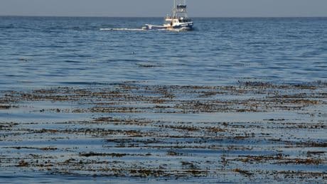 Three dead in California after small plane crash near Monterey Bay, Coast Guard says