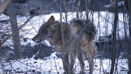 Toronto euthanizes 2 coyotes after attacks reported in Fort York and Liberty Village