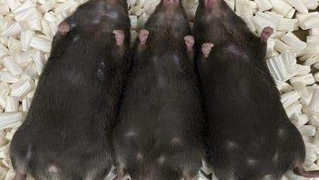 Un factor externo convierte a un mamífero macho en hembra por primera vez