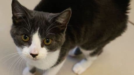 Cattery plan boasting live webcams is given the green light