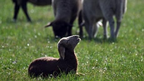 Sylts Jäger suchen den Goldschakal – und Tausende kommen zum Feiern