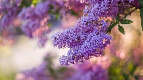 ‘Absolutely resplendent’ Lilac tree that keeps its leaves in the winter lands on sale