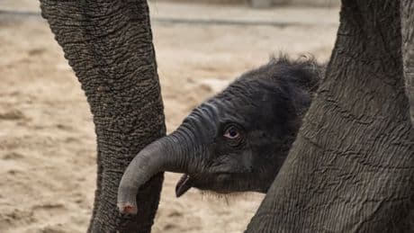 Pairi Daiza: les images de l'éléphanteau né ce samedi dans le zoo
