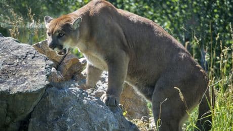 B.C. man attacked by cougar has minor injuries after he says he punched it