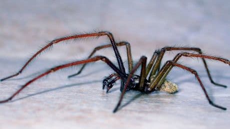 Spider season has arrived – here’s why there are more than usual in your home