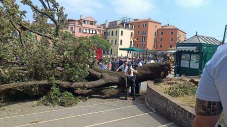 Venezia, albero crolla sulla folla a Piazzale Roma: 10 feriti, grave una donna. Bloccati i turisti che scattano selfie