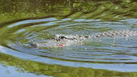 "J'ai commencé à attaquer les yeux et la tête": une Américaine sauve son mari d'une attaque d'alligator