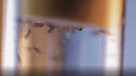 Berliner Forscher entschlüsseln Geheimnis der Fliegen – auch beim Menschen?