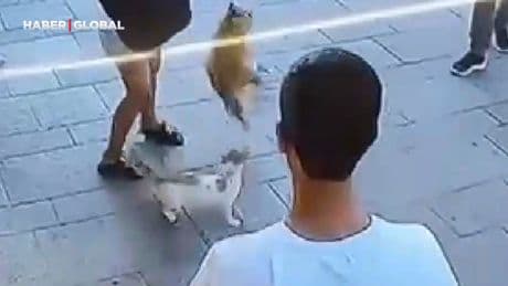 Fatih’te 'Muhtar' isimli kedi, sahipli köpeğe saldırdı o anlar kahkahaya boğdu