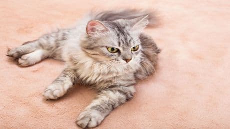 Ihre Katze ist rollig? So beruhigen Sie sie richtig – Experten-Tipps