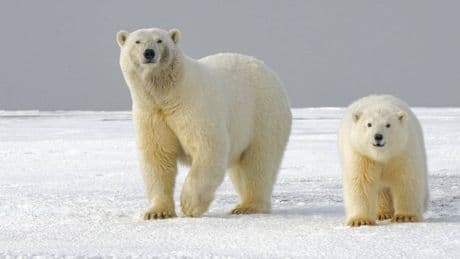 Gli animali polari e dove trovarli (a proprio rischio)