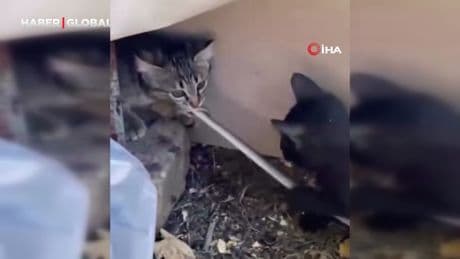 Elazığ'da yavru kediler yılanı maymuna çevirdi