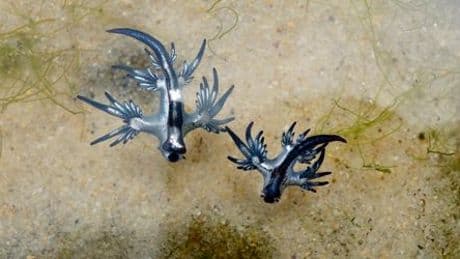 Spanien: »Blauer Drache« sorgt zweitweise für Strand-Sperrungen