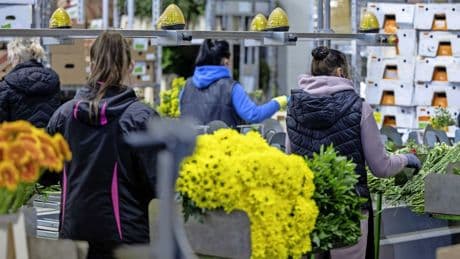 Arbeidsinspectie jaagt op malafide uitzendbureaus: ’Buitenlandse handjes zijn voor hen handelswaar’