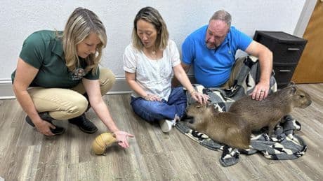🌟The Bright Side: Giant rodents charm visitors at Florida's Capybara Cafe