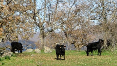 La batalla de Almaraz o &quot;Espantapájaros de la Dehesa&quot;