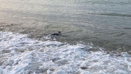 Deniz sezonuyla birlikte köpekbalığı tedirginliği de başladı
