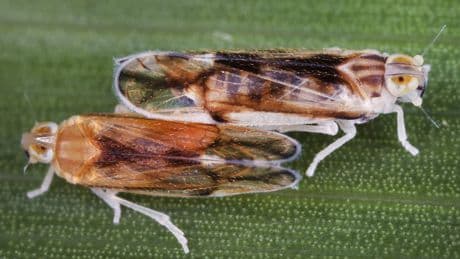 Ernte bedroht: invasive Insektenart breitet sich aus