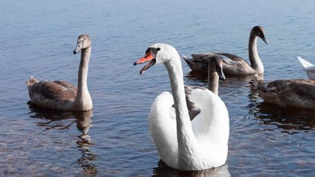 Mediapark in Köln: Schwan erdrosselt