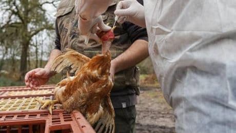 Report lancia allarme zoonosi, e focolai aviaria in mammiferi più che raddoppiati