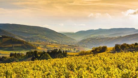 Prix des terres agricoles : jusqu’à 120 millions d’euros l’hectare pour un vignoble en Bourgogne