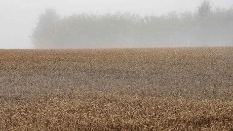 Sorgen der Landwirte: Niederschläge bedrohen Getreideernte in Niedersachsen