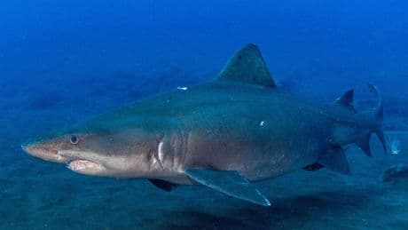 Avistan un tiburón "dócil" en el Hierro después de seis años sin tener constancia de esta especie "poco común"