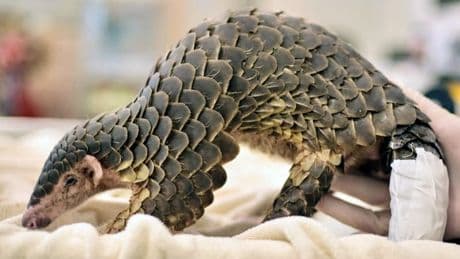 Trop de pangolins illégalement traqués: les États-Unis veulent protéger "ces adorables et étranges créatures"