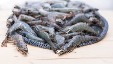 Économie circulaire :  Agriloops veut franchiser sa technologie de « crevetticulture indoor »