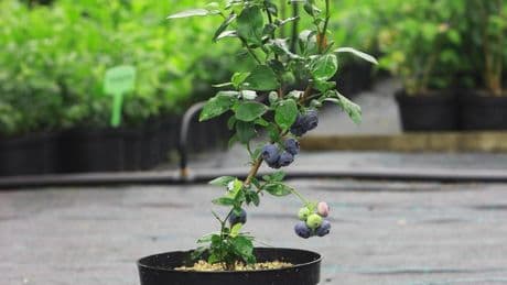 Households urged to plant £1.48 fruit and watch it grow in the soil