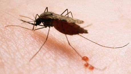 Cómo distinguir un mosquito peligroso de otro inofensivo