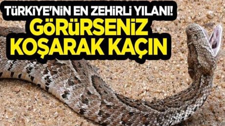 Burası Amerika değil Türkiye! 2.5 metrelik dev yılan sardı sarmaladı: O ilimizde sürüngen istilası başladı, acilen önlem alın