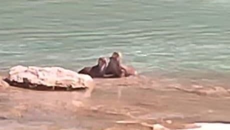 Tunceli’de su samurları görüntülendi