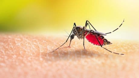 Qu’est-ce que le virus « West Nile » responsable de 13 morts en Italie et dont un cas a été identifié en France ?
