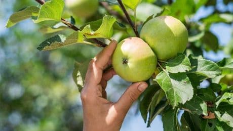 Large apple tree that will produce fruit in its first season plummets from £35 to £15