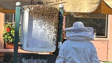 Riesen-Schwarm auf beliebtem Platz - Insekten-Alarm in Touristen-Lokal