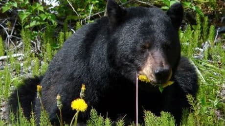 Man arrested for killing a black bear that repeatedly came near his home and scared his dogs