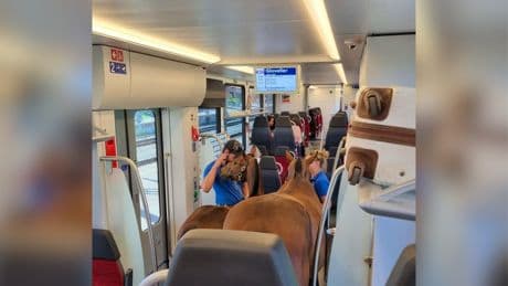 Dos jinetes compran billetes para perros y suben al tren con sus caballos