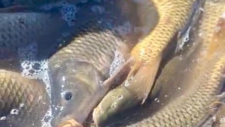 Miles de peces muertos al cerrar la conexión de dos embalses entre Cuenca y Guadalajara
