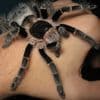 Duitse douane vindt 1.500 tarantula’s in koekjesverpakking: “Buitengewone inbeslagname”